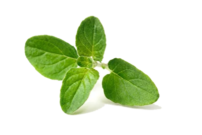 Oregano