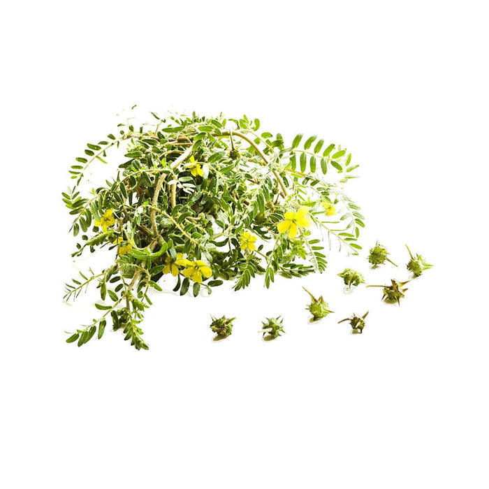 Tribulus